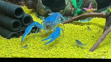 Procambarus Alleni, gambero blue della florida