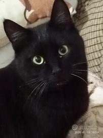 Ercole gattino 8 mesi