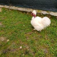 Gallo collo nudo moroseta