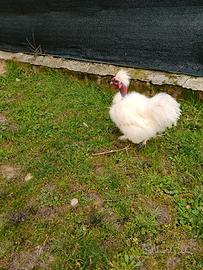 Gallo collo nudo moroseta