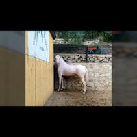 Cavalla lusitana con documenti spagnolo