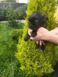 Maschio di Yorkshire mini toy colore nero