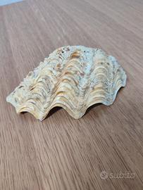 Conchiglia tridacna 