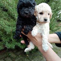 Cuccioli di barboncino nano