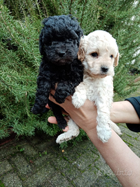 Cuccioli di barboncino nano