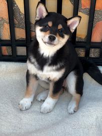 Cucciola Shiba Inu