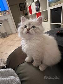 Siberiani Neva masquerade con pedigree ENFI