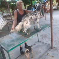Setter inglese 1