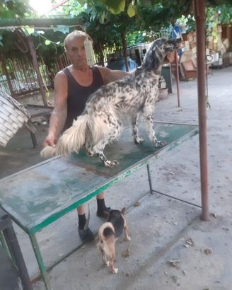Setter inglese 1