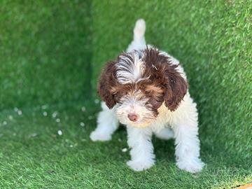 Lagotto romagnolo