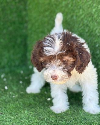 Lagotto romagnolo