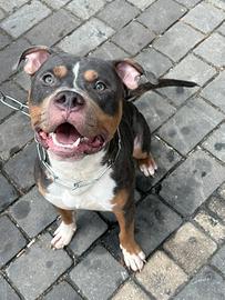 Puttbull per monta
