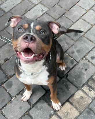 Puttbull per monta