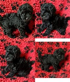 Cuccioli neri di barboncini toy femmine