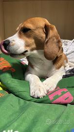 Beagle maschio da monta