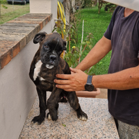 Cuccioli Boxer