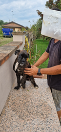 Cuccioli Boxer