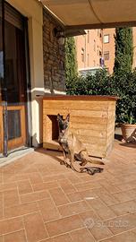 cuccia per cani coibentata in  legno massello 