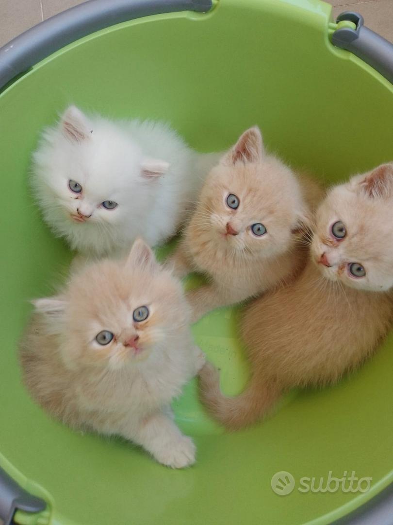 Gattini - Animali In vendita a Reggio Calabria