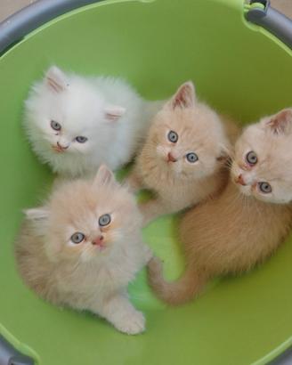 Gattini