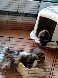 3 porcellini d'india maschi di un anno,con r