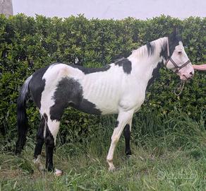 Cavallo