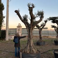 Disponibili olivi varietà leccino certificati