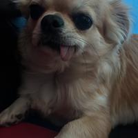 Chihuahua pelo lungo femmina