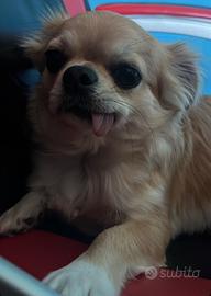 Chihuahua pelo lungo femmina