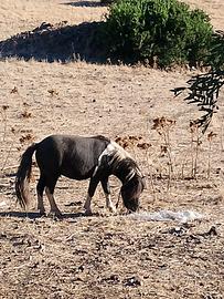 PONY maschio e femmina