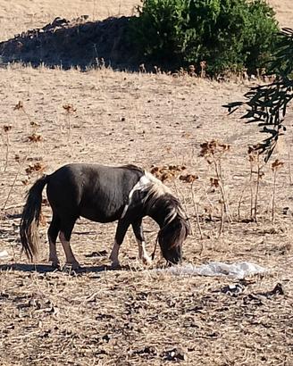 PONY maschio e femmina