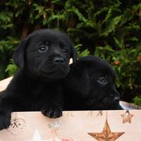 Cuccioli Labrador Super Pedigree Nero Chocolate