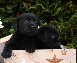 Cuccioli Labrador Super Pedigree Nero Chocolate