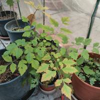 Koelreuteria paniculata