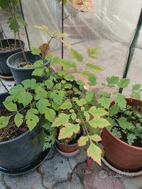 Koelreuteria paniculata