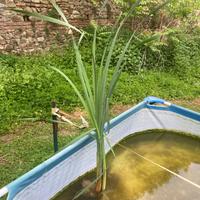 Pianta acquatica senza vaso