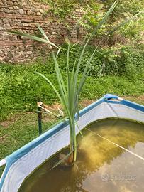 Pianta acquatica senza vaso