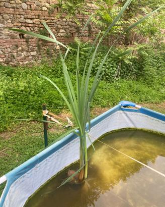 Pianta acquatica senza vaso
