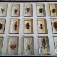 Collezione insetti veri in resina