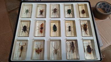 Collezione insetti veri in resina