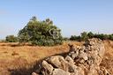 terreno-agricolo-scicli