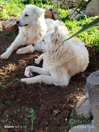 Dono maremmani simil