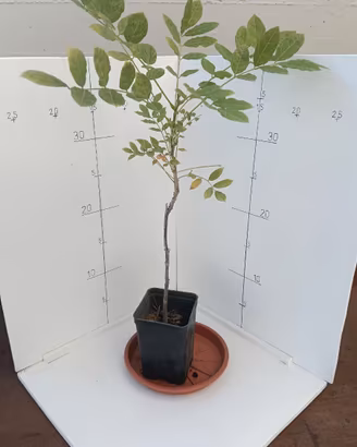 Piantine di Glicine da Seme (2 Anni, 30 cm)