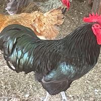 Australorp