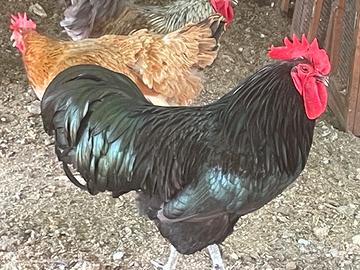 Australorp