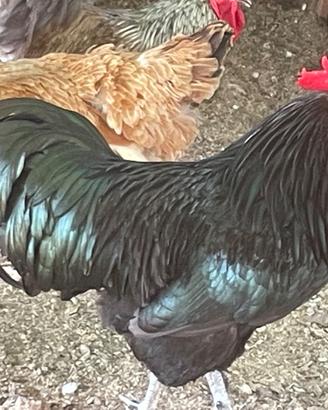 Australorp