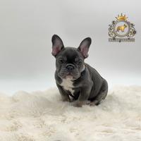 Sublime Maschietto bulldog francese total blu