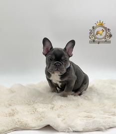Sublime Maschietto bulldog francese total blu