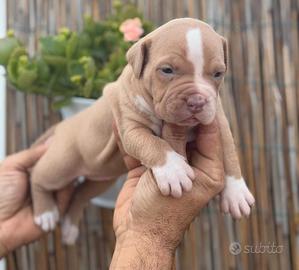 American pitbull terrier