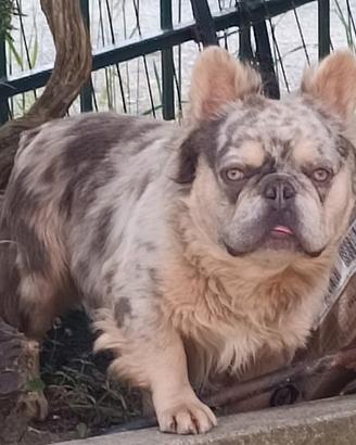 Monta bulldog francese lilac merle tan